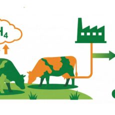LA NUOVA ZOOTECNIA: TRA ONE HEALTH E SOSTENIBILITÀ AMBIENTALE